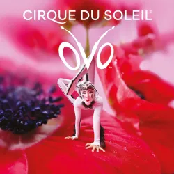 CIRQUE DU SOLEIL - OVO